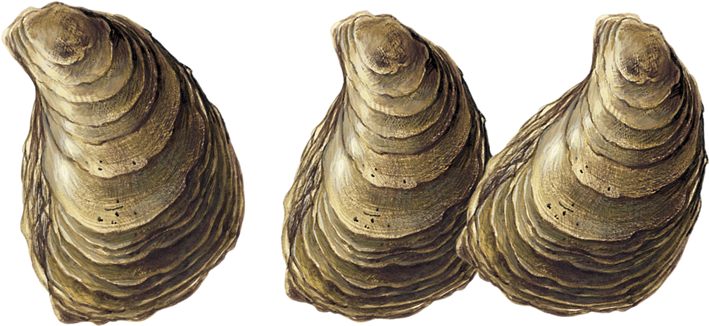 Oysters Transparent (1019x464), Png Download