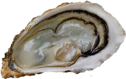 La Fine De Claire - Ostra Fine De Claire (500x291), Png Download
