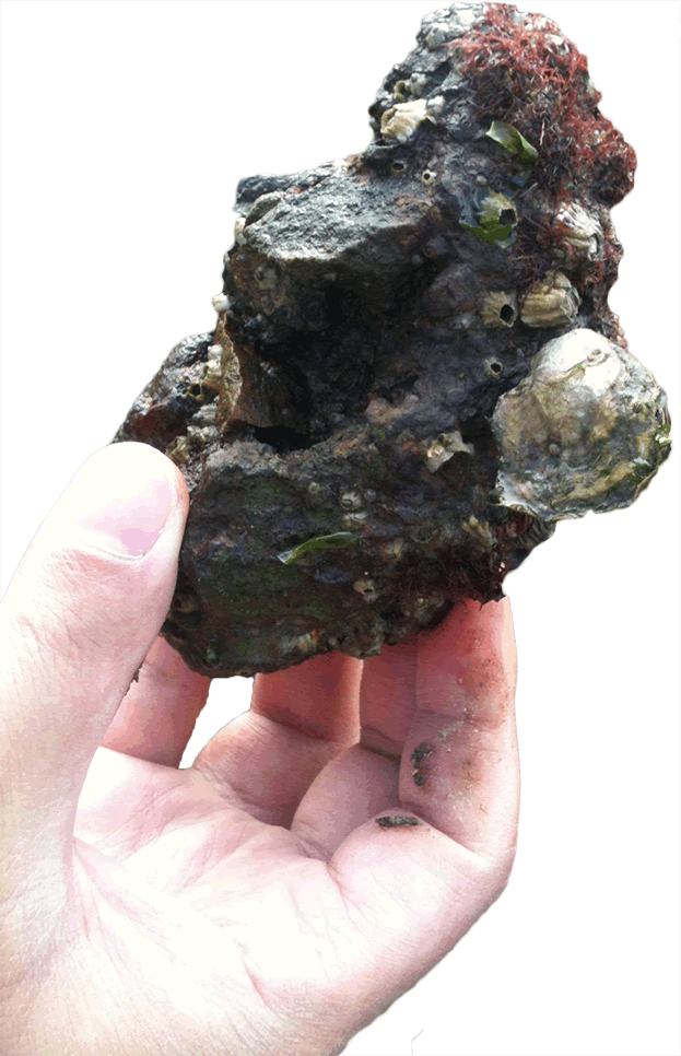 Photo Of A Hand, Holding An Oyster - Artificial Substrate For Oysters (623x966), Png Download