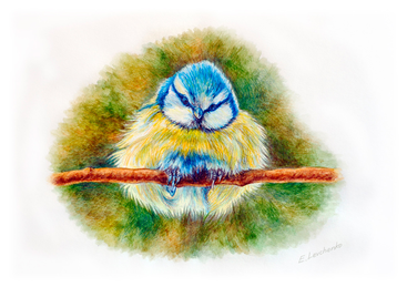 The Nestling - Macaw (366x366), Png Download