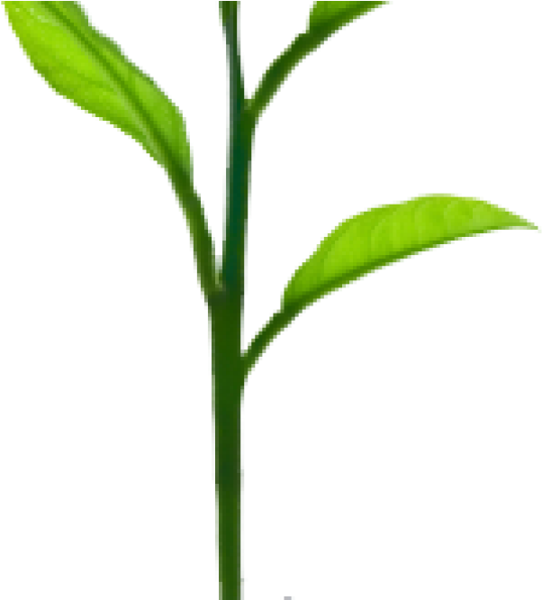 Sprout Plant - Growing Tree (1160x665), Png Download