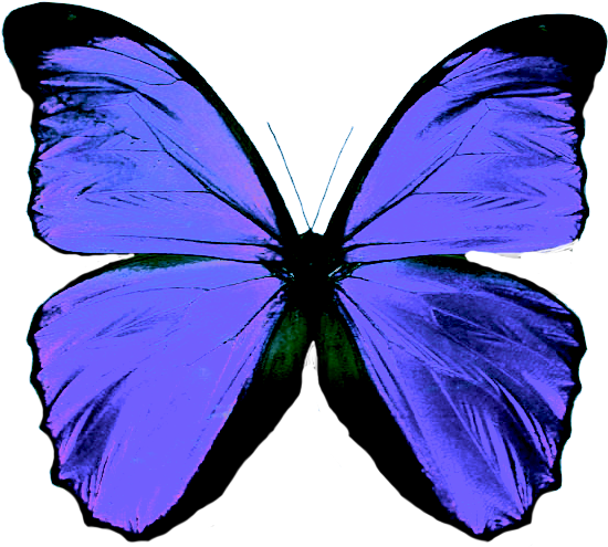 Mariposa Png - Imagen De Mariposa Png (663x600), Png Download