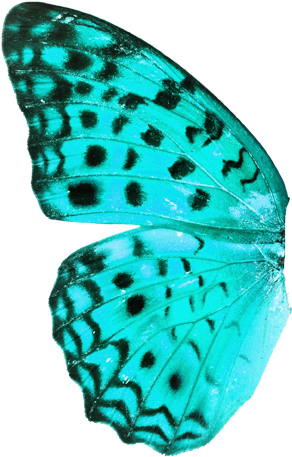 The Story Will Cover The Most Important Events In The - Butterfly Transparent Background Real (608x456), Png Download