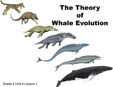 Whale Evolution (440x330), Png Download