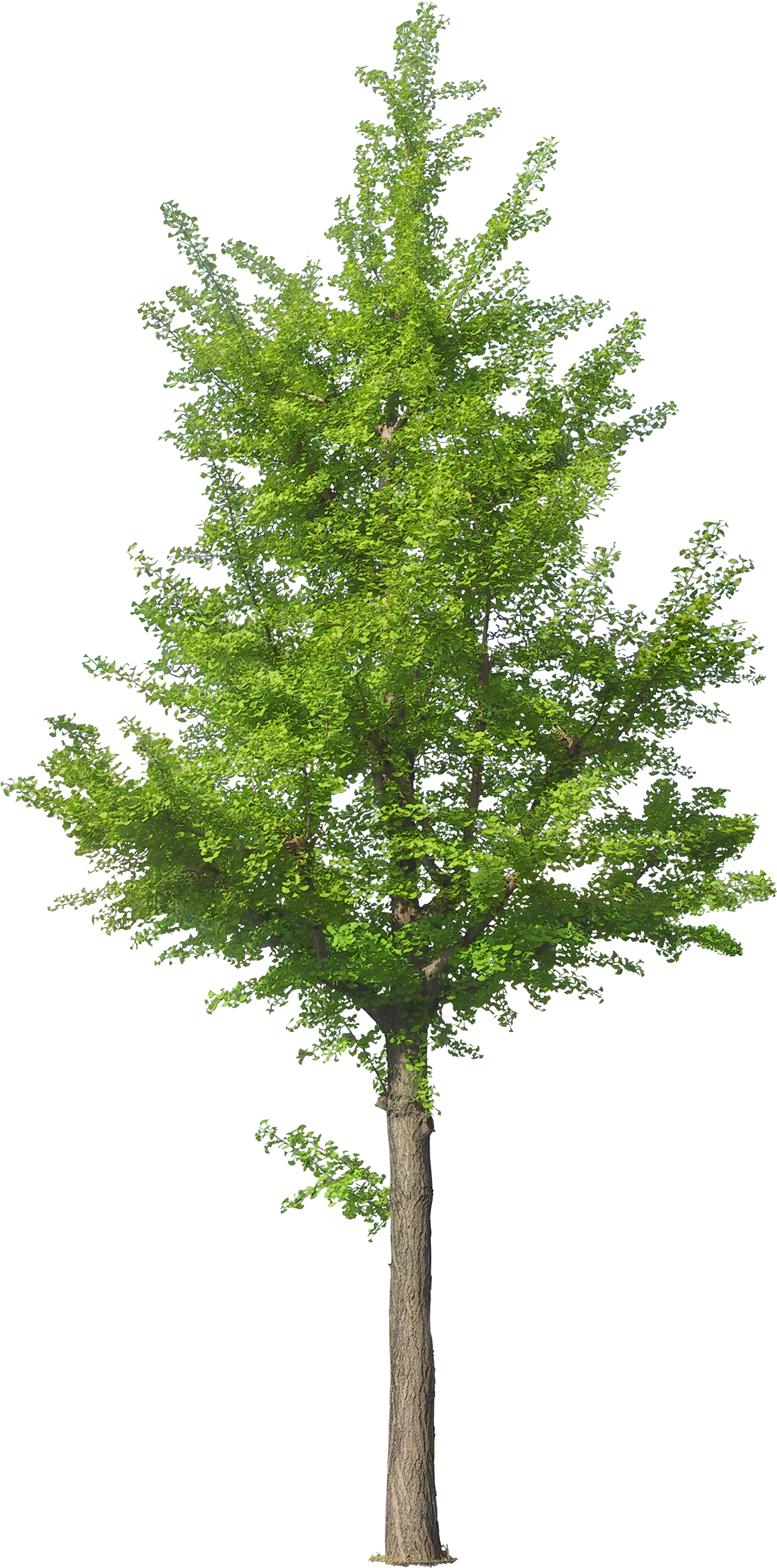 Tree Psd, Tree Photoshop, Tree Images, Watercolor Trees, - Front View Tree Png (869x1600), Png Download