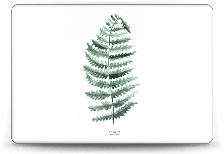 Pteridium Aquilinum - Bracken (800x553), Png Download