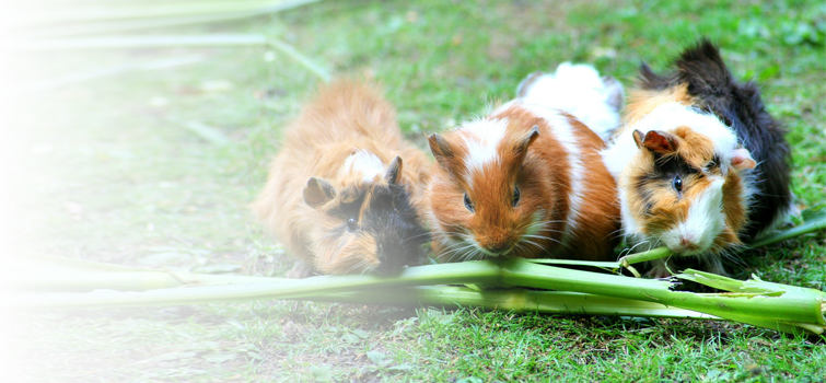 Mammals - Guinea Pig Trio, For The Love Of Nature: Blank 150 (755x350), Png Download