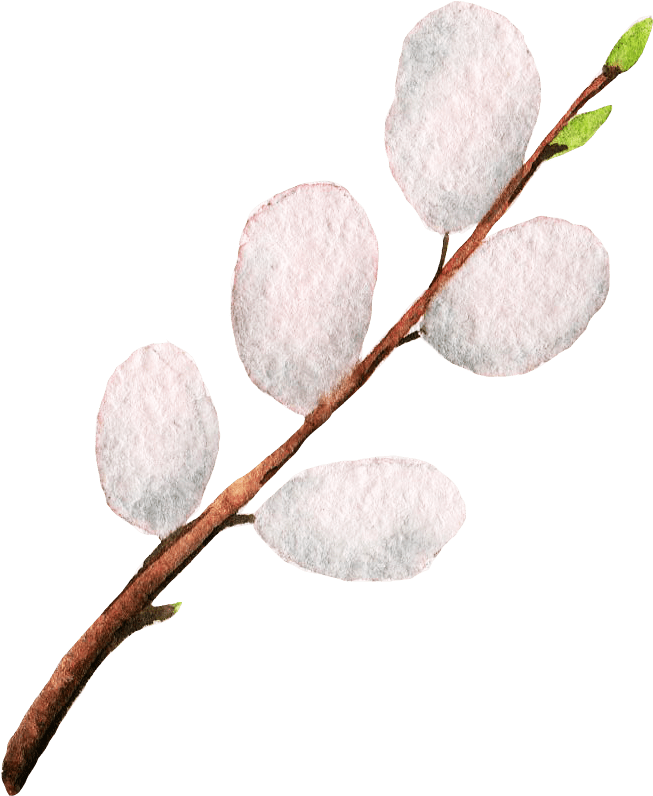 Pussy Willow (1500x1500), Png Download