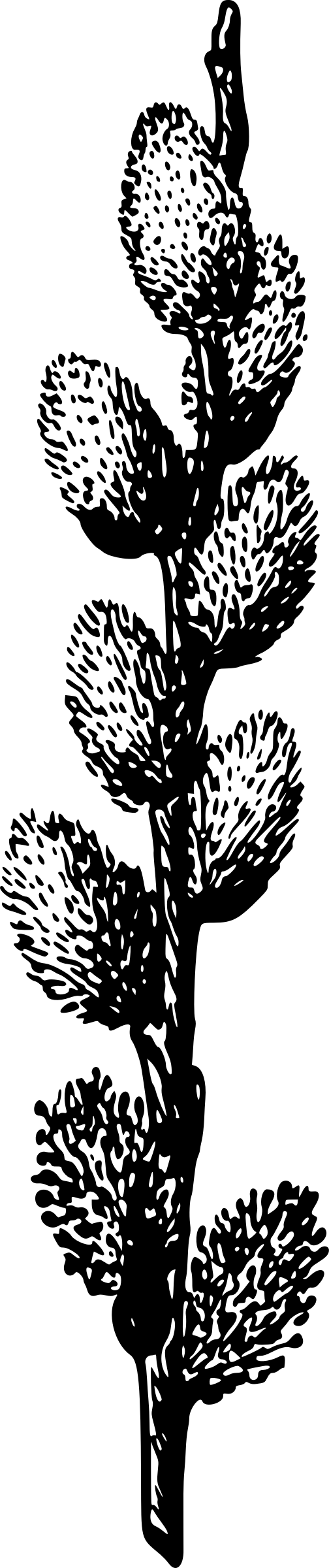This Free Icons Png Design Of Pussy Willow (504x2400), Png Download