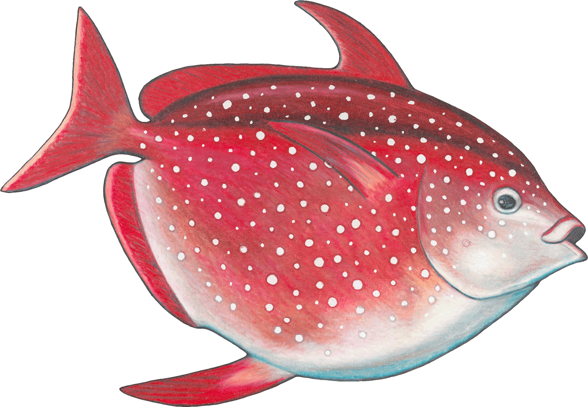 Opah, Monterey Bay Aquarium Seafood Watch - Opah Aquarium (1200x831), Png Download