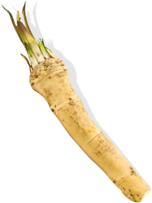Horseradish Png - Horse Radish Png (309x411), Png Download