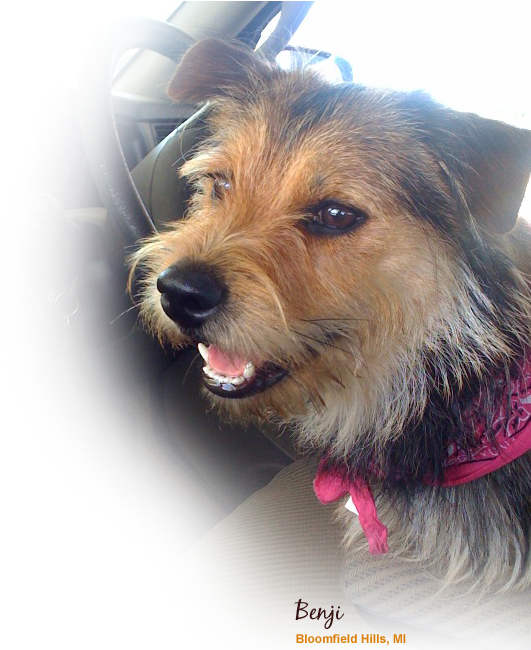 Our Brands Of Dog Treats - Dog (597x693), Png Download