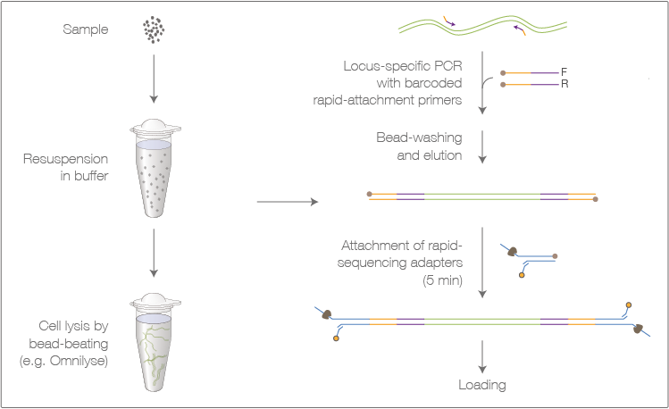 1 Laboratory Workflow For Barcoded 16s And Co1 Sequencing - Barcode Co1 (749x458), Png Download