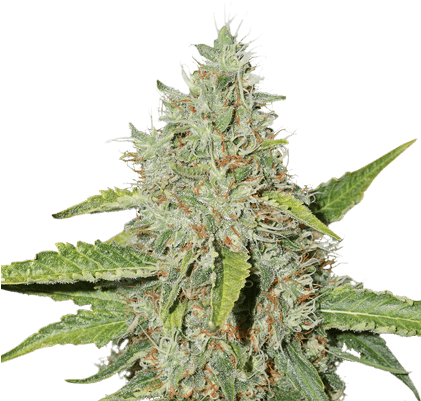 Northern Lights By Seed Stockers - Northern Lights Weed Png (420x420), Png Download