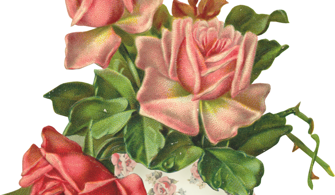 Garden Roses (1082x630), Png Download