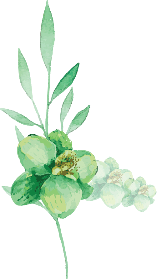 1081 Old Princes Highway - Liebe-lorbeer-blatt-grünwatercolor Verlässt 8 Papierteller (502x891), Png Download