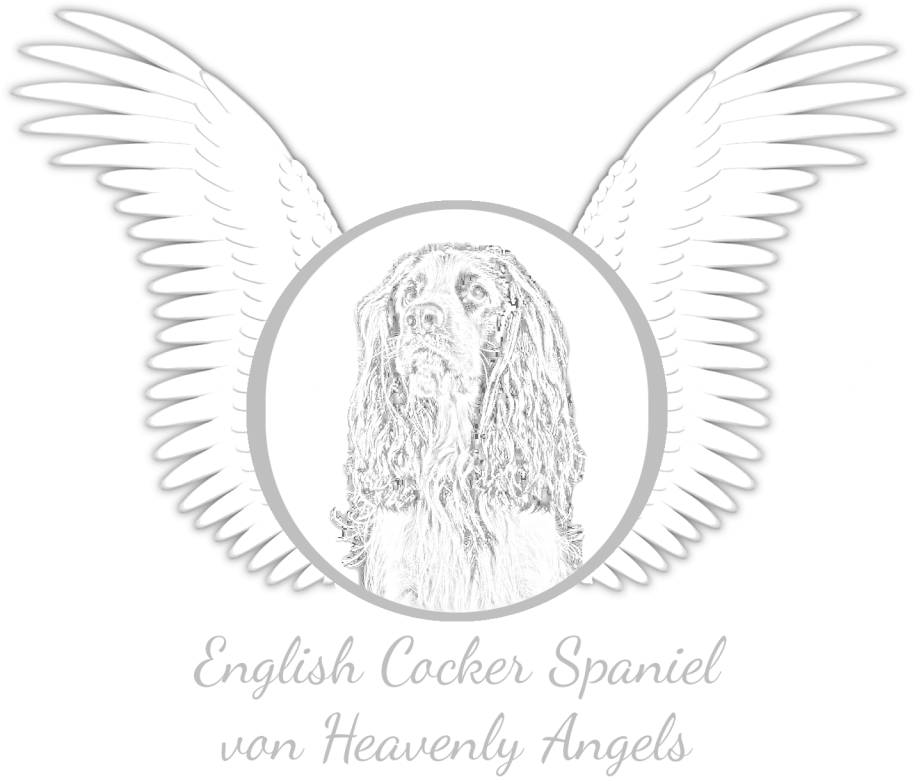 Clipart Black And White Download English Cocker Spaniel - English Cocker Spaniel (1200x800), Png Download