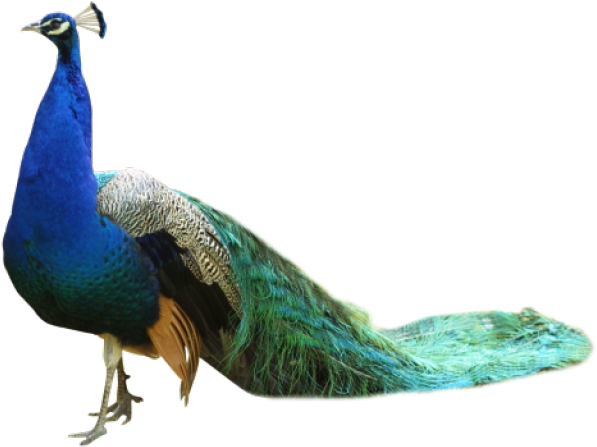 Peacock Png Transparent Images - Peacock Png (640x480), Png Download