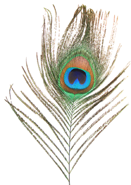 Peacock Feather - - Peacock Feather Images Png (500x629), Png Download