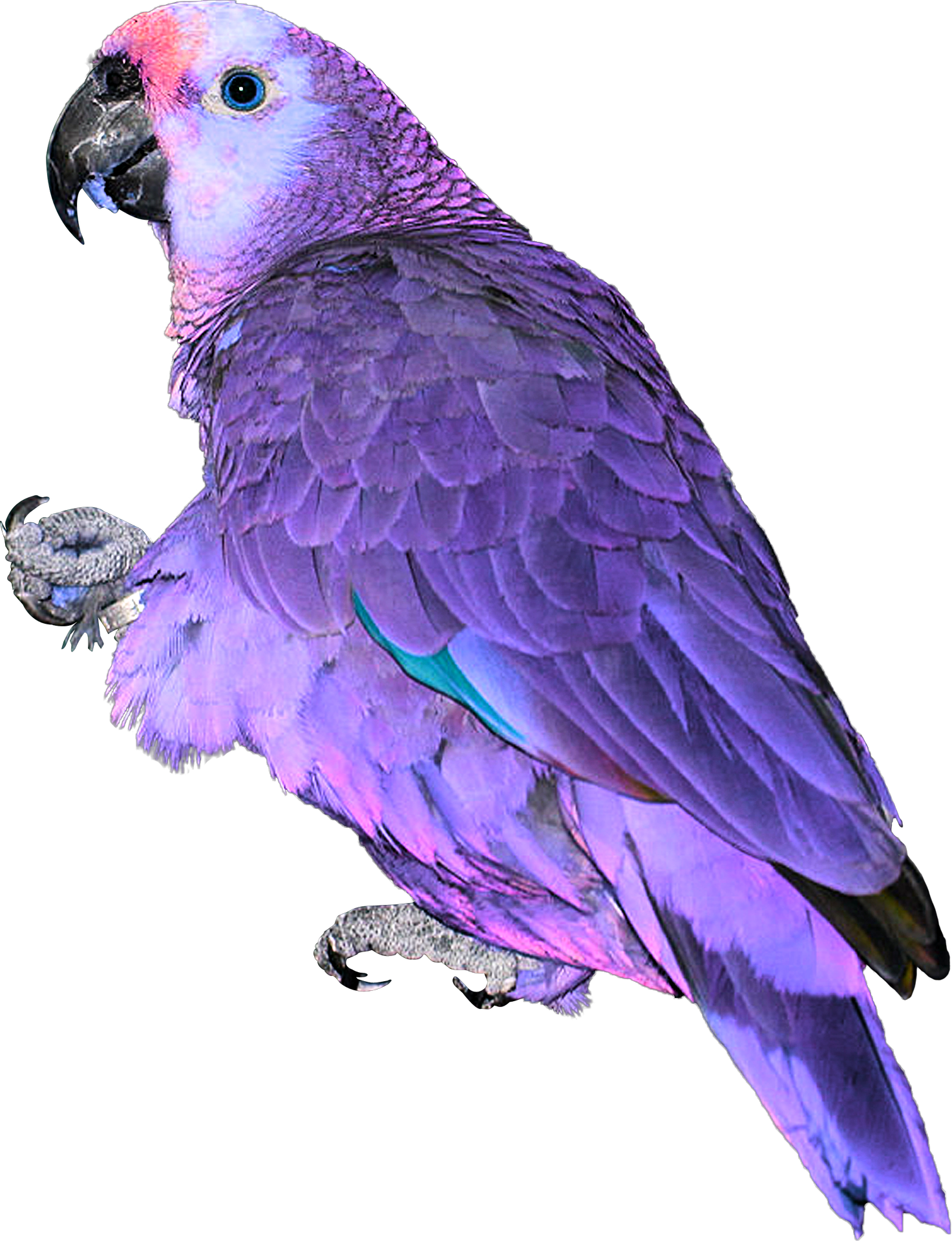 Blue Pink Neon Parrot Exotic Bird Feathers Africa Asia - Papagaio Png (1473x1920), Png Download