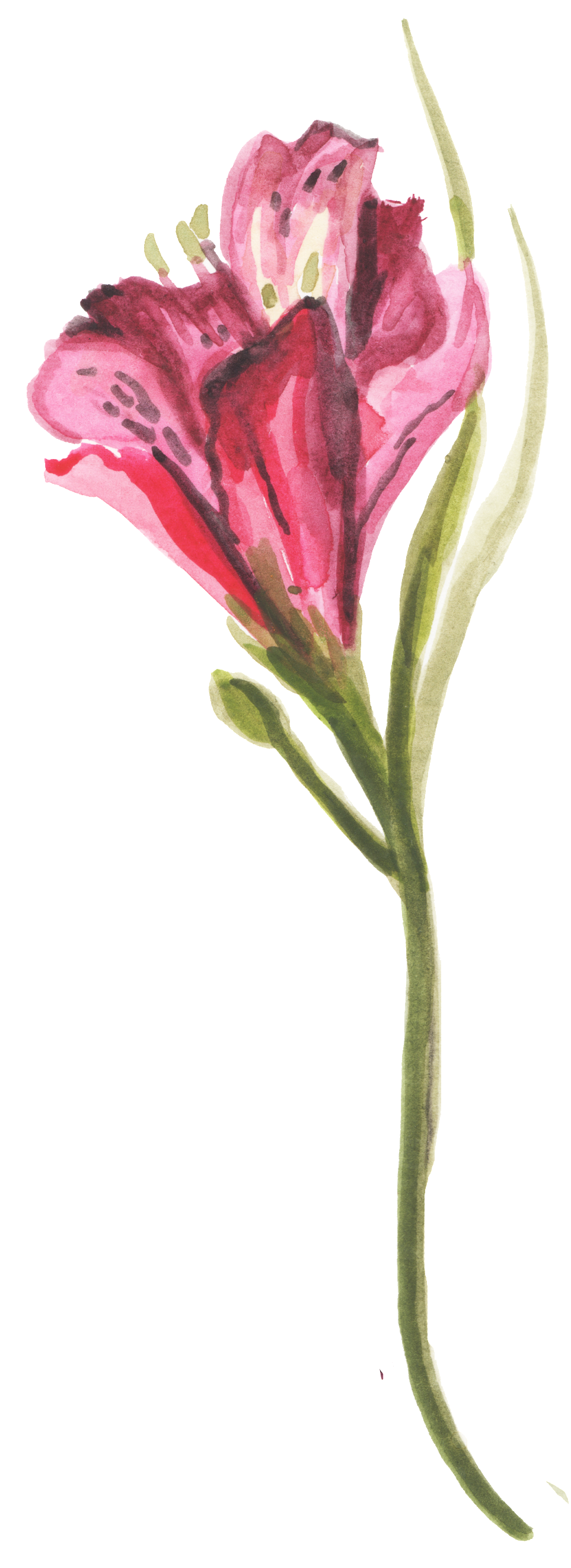 Red Plum Bouquet Transparent Decorative - Rose (1024x2754), Png Download