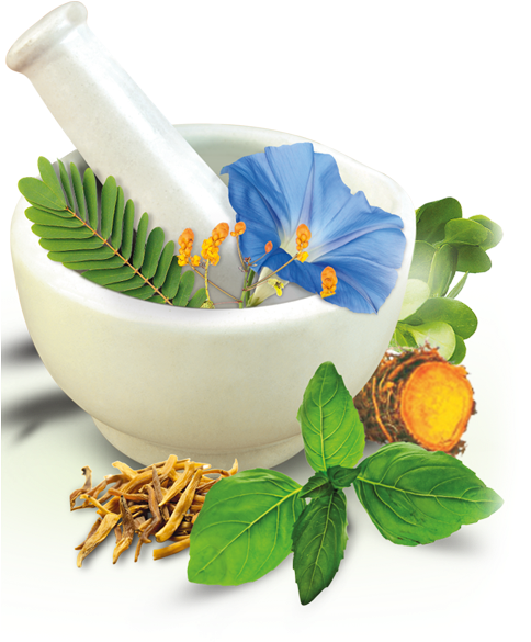 Herbal Products Prepared By Tribes To Be Exported - Suggest Name For Ayurvedic Company (522x584), Png Download