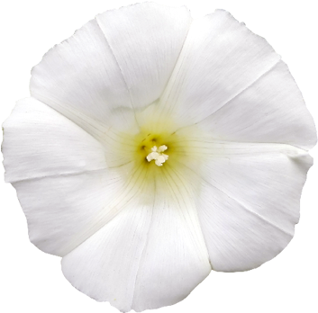 White Flower Photo Png - Flower (560x560), Png Download
