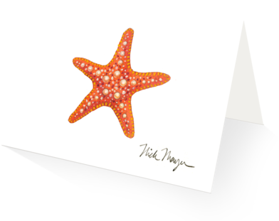 Horned Sea Star - Starfish (480x387), Png Download