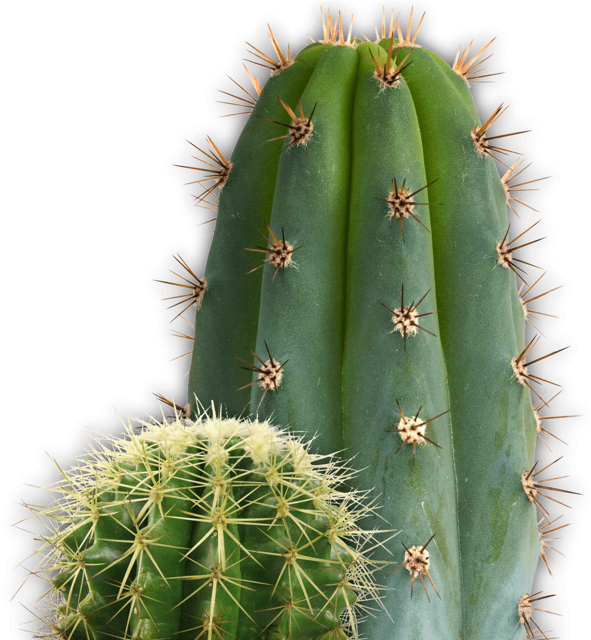 Download - Cactus Png (1221x1296), Png Download