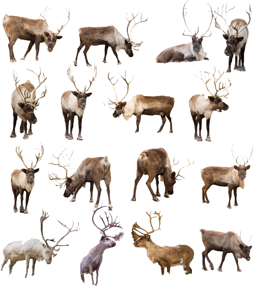 Reindeer Png Transparent Image - Real Reindeer (570x633), Png Download
