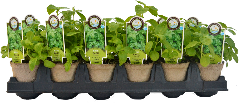 Starter Plants - Homestead Gardens (1024x576), Png Download