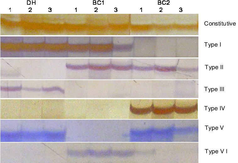 A Model Of Different Types Of Variation In Dna Methylation - Number (814x532), Png Download