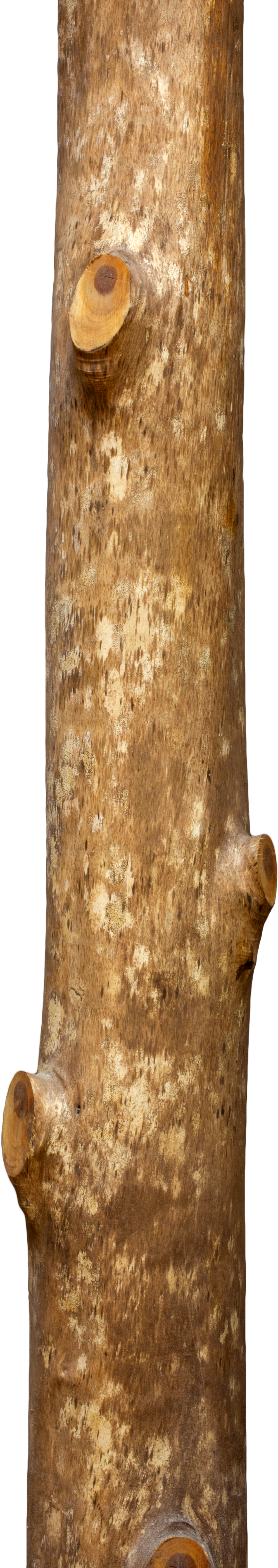 Honate Sabi Maruta - Tree Wood Hd Png (1355x5616), Png Download