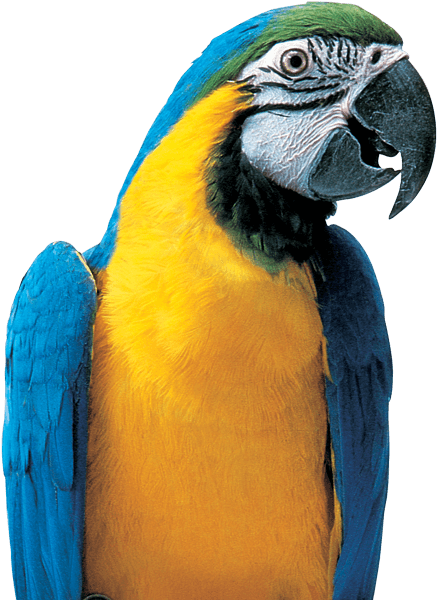 Colorful Parrot Png Picture - Macaw (575x620), Png Download