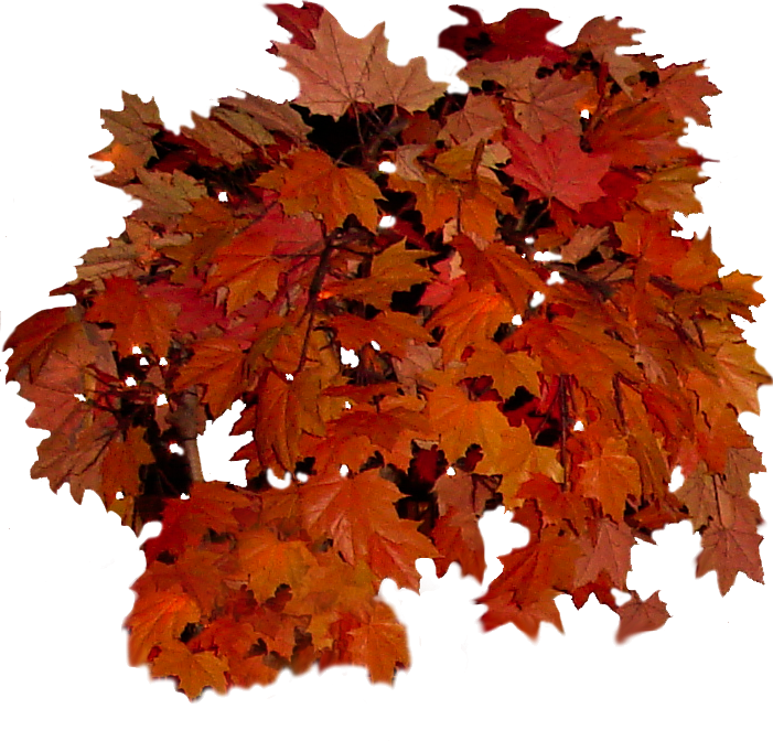 Fall Leaves Clip Art To Print Out - Autumn Leaf Color (701x672), Png Download