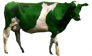 Green Cow - Color Cow Png (469x307), Png Download