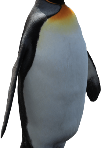 Original - Penguin (640x480), Png Download