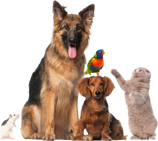 Prijevoz Kućnih Ljubimaca - Pet Allergy / Air Purification System By Austin Air (651x579), Png Download