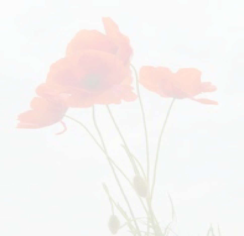 3drose Pc_217331_1 Delicate Red Poppies Vector-pillow (969x935), Png Download