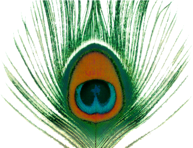 Peacock Clipart Transparent Background - Apple Venus, Vol. 1 (640x480), Png Download