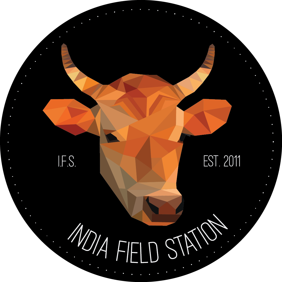 Cattle (1081x1081), Png Download