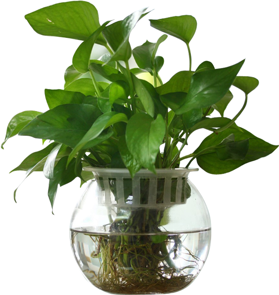 Modern Minimalist Glass Ball Fish Tank Vase Transparent - Vase (800x800), Png Download