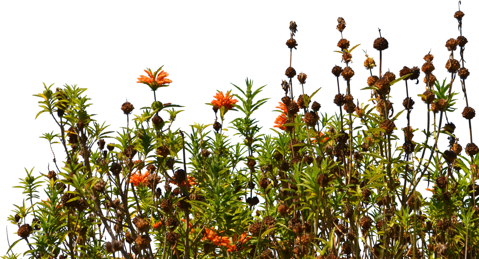 Wild Flowers Png - Wildflower Png (1600x1060), Png Download