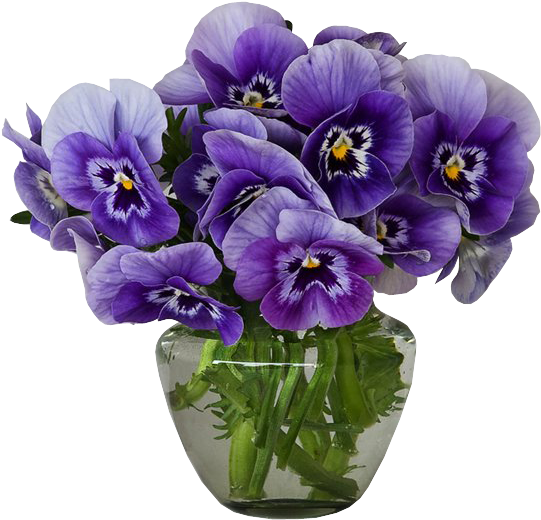 Violets Vase Bouquet Clipart - Violets In A Vase (568x541), Png Download