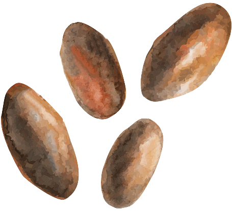 Açai, Acerola, Ginger, Chia, Goji, Aloe Vera, Raw Cacao - Amber (455x413), Png Download