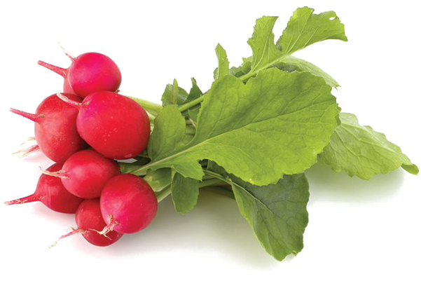 Radish Png Transparent (600x600), Png Download