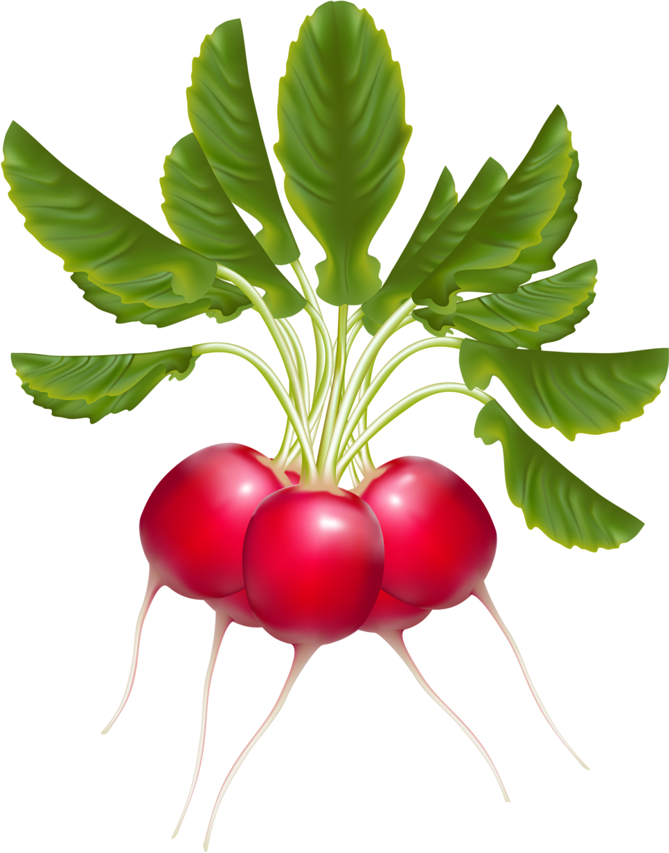 Яндекс - Фотки - Radishes Clipart (1020x1280), Png Download