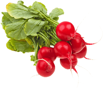Fresh Radishes (400x400), Png Download