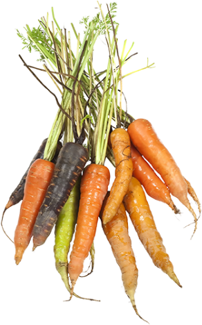 Products Used - Carrot (467x467), Png Download
