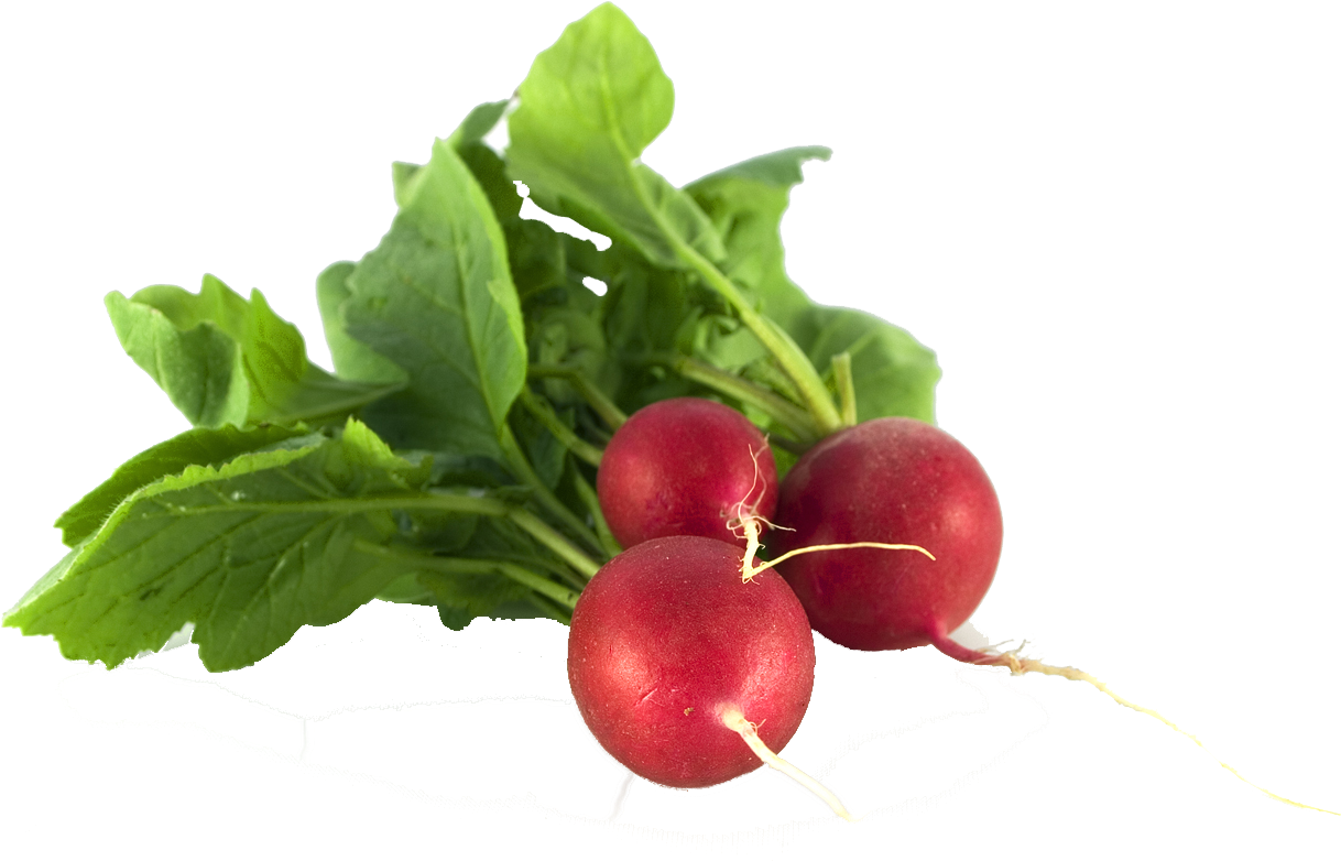 Radishes - Rabanito (1229x819), Png Download